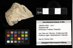 Foto (Objekt + Etiketten) von Decapoda indet. 